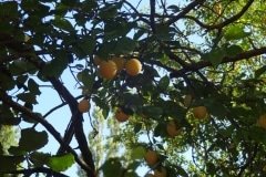 10 les prunes
