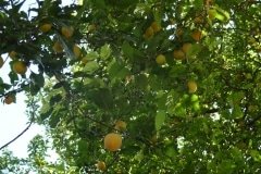 11 les prunes