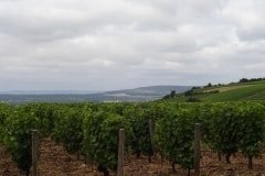 11 vignes pouilly