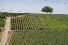 27 vignoble sancerre