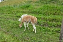 51 lama