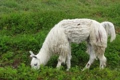 52 lama