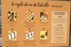 13 les abeilles
