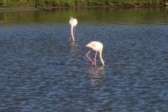 10 flamands rose