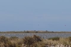 21 quelques flamands