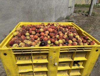 Fruits à disposition