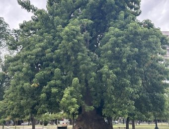 Magnifique cet arbre