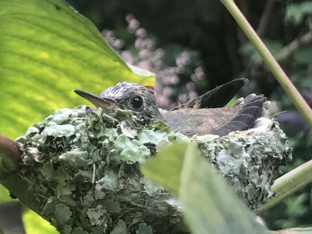 Le-colibri-a-grandi