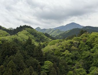 Une végétation parfois dense