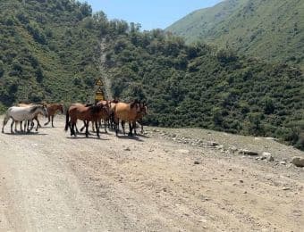 Horde de chevaux