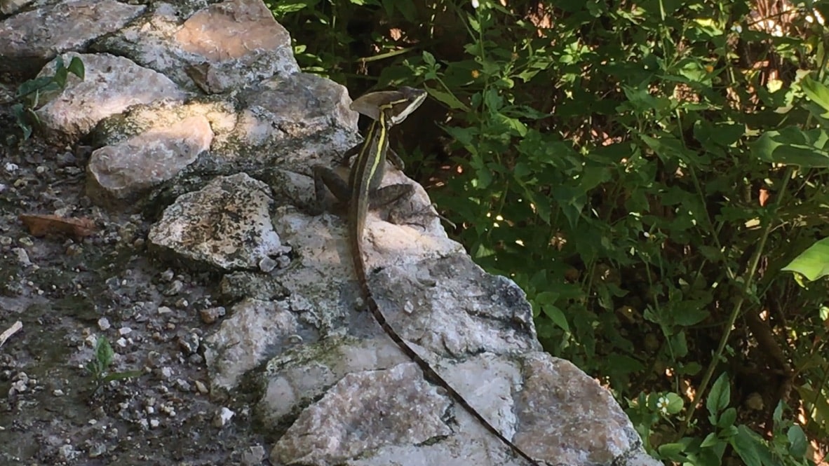 Un petit lézard