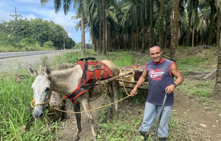 La charrette de fruits