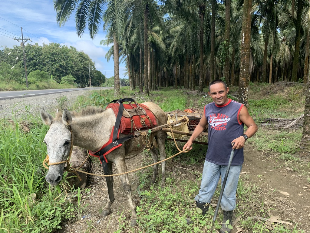 La charrette de fruits