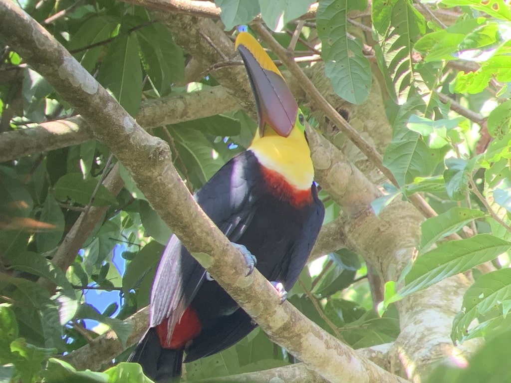 Mon premier toucan