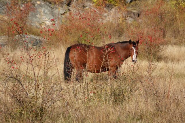 Cheval en liberté