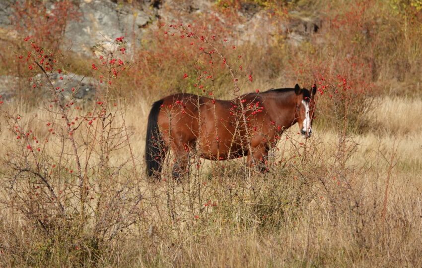 Cheval en liberté