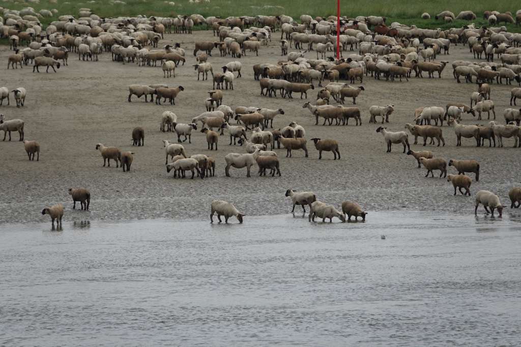 Las ovejas de la bahía de Somme