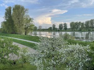 Vegetación a orillas del Danubio