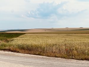 Campo de trigo fuera de la vista
