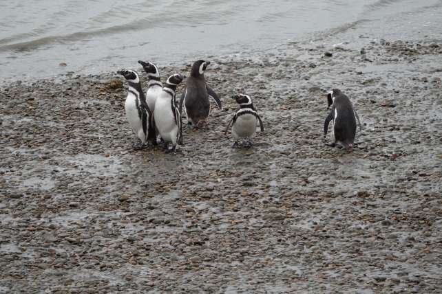 Manchots Magellan sur la plage