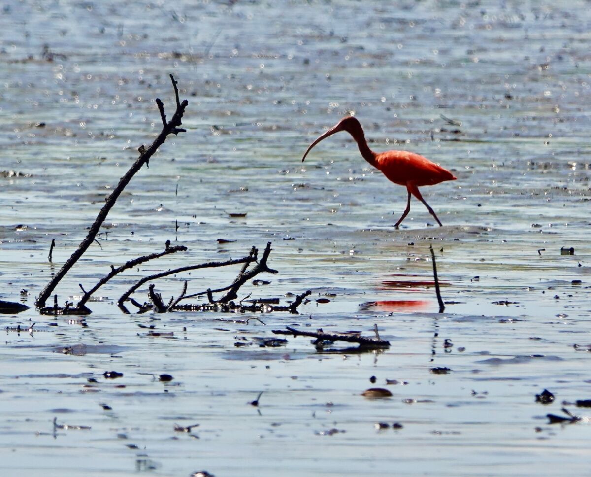 Ibis rouge