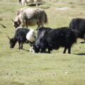 Mongolie