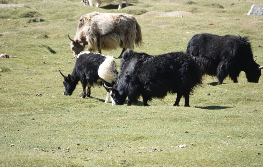 Nos premiers yacks