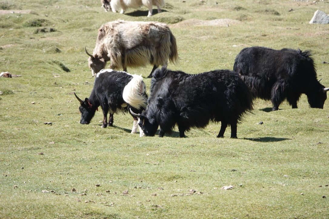 Nos premiers yacks