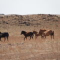 Desierto de Gobi