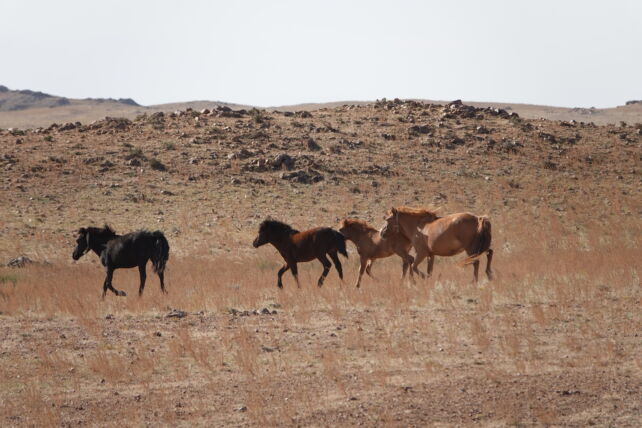 Les chevaux et le désert de Gobi