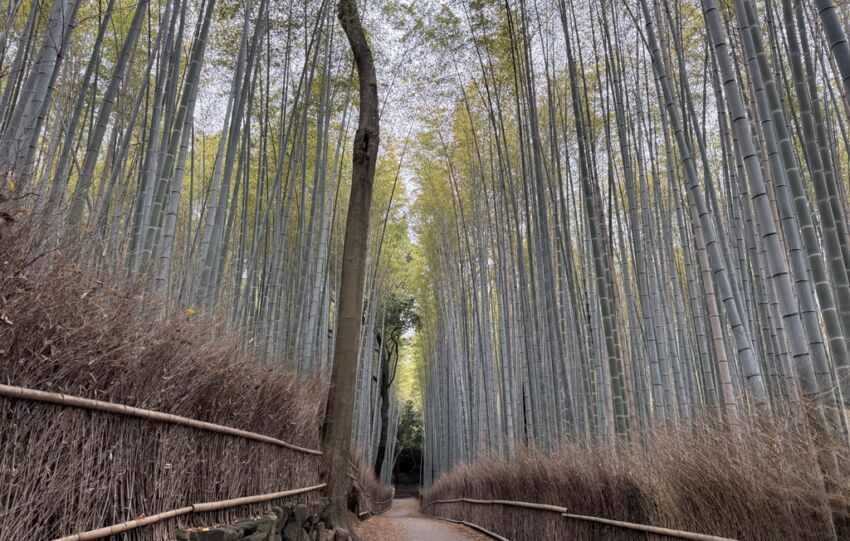 Forêt de bambous