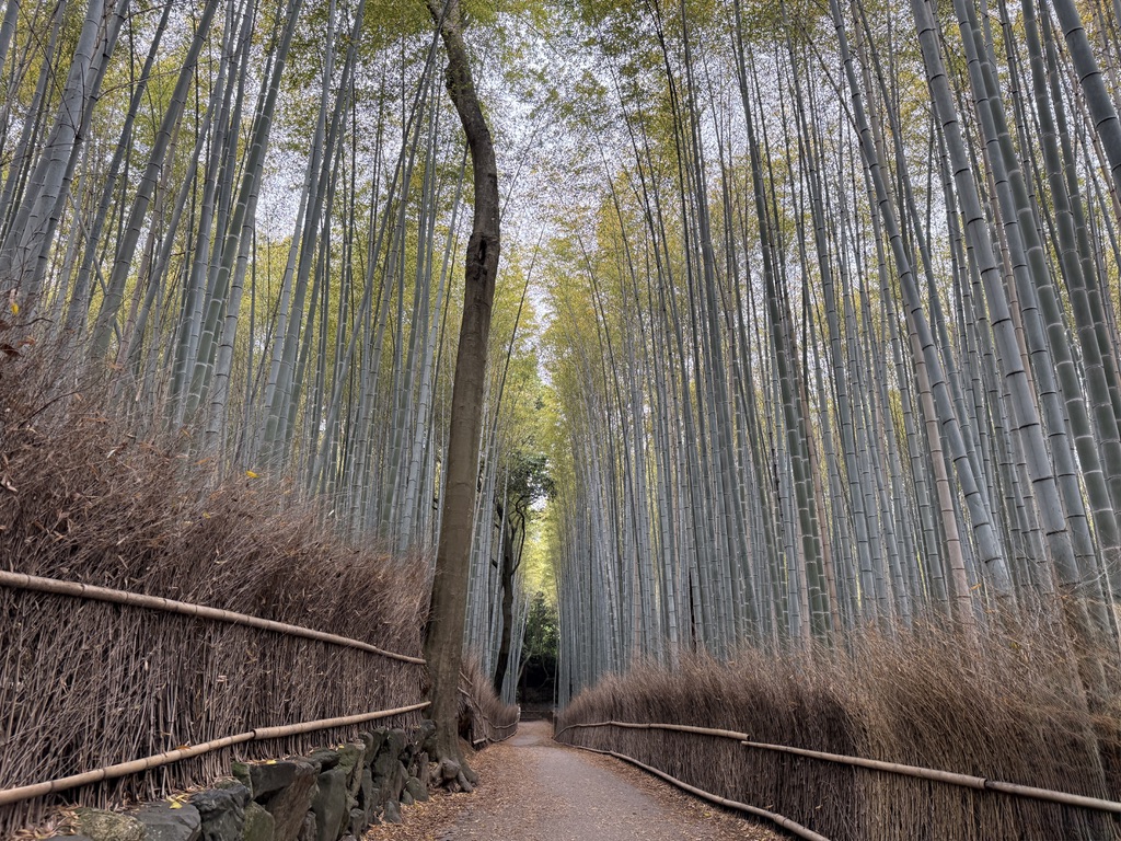 Forêt de bambous