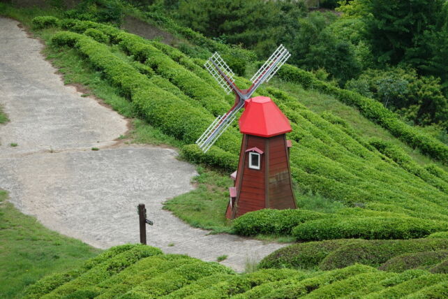 Champ de thé de la région du Boseong