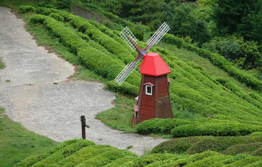 Champ de thé de la région du Boseong